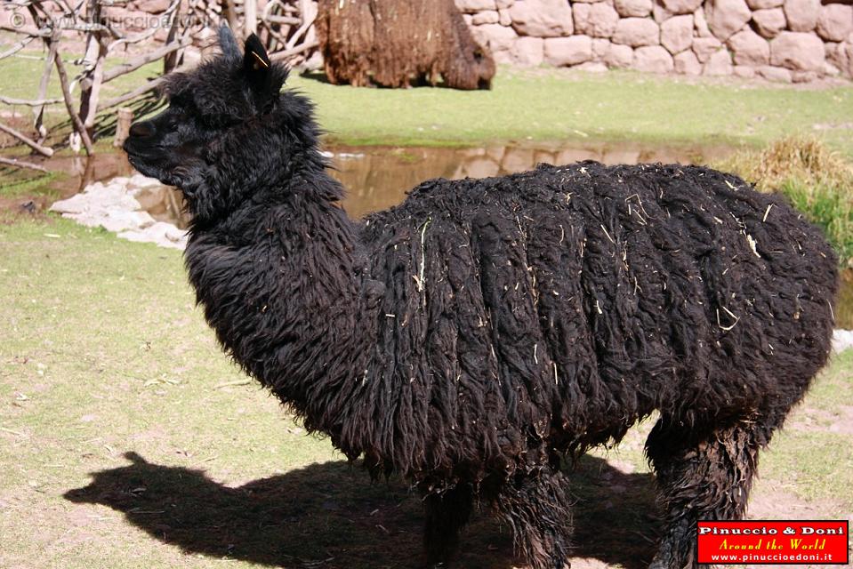 PERU - Lama - 1.jpg